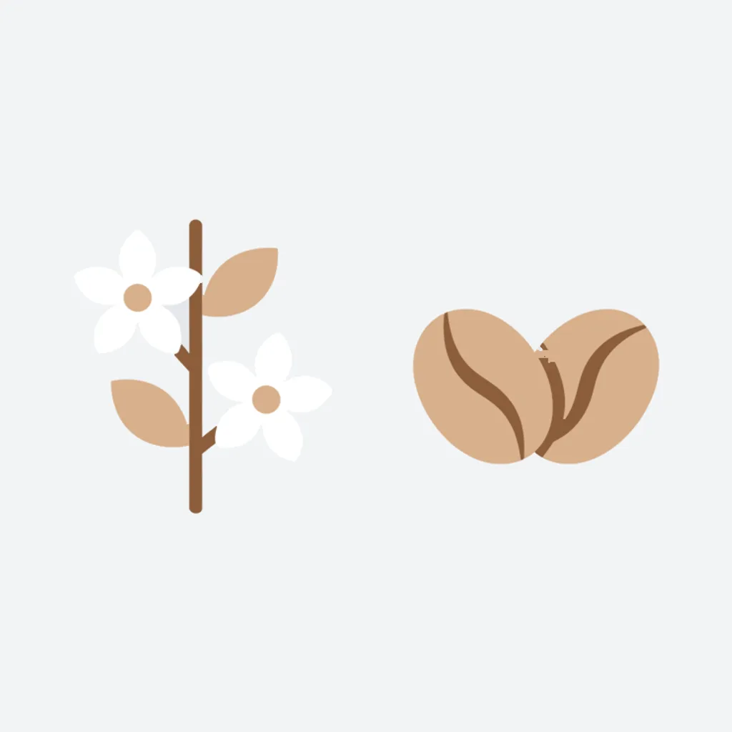 Flat illustration of a jasmine sprig beside two pale coffee beans